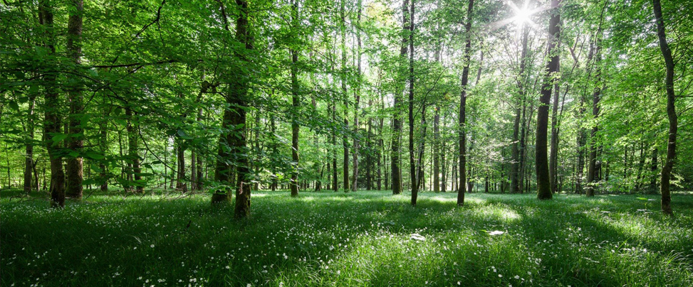 En pleine nature au coeur du site Forêt Parc de Vittel dans les Vosges
